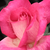 Rose - Rosiers hybrides de thé - Rose Gaujard